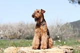 AIREDALE TERRIER 207
